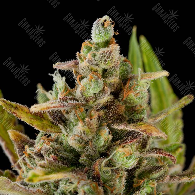Critical Kush feminised Dinafem Seeds Critical Kush feminised Dinafem Seeds
