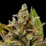 Critical Kush feminised Dinafem Seeds Critical Kush feminised Dinafem Seeds