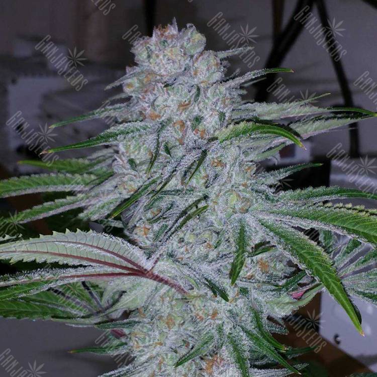 заказать качественные семена конопли Auto Becket Ata feminised Bang Seeds