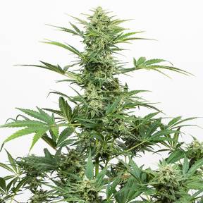 Auto Industrial Plant CBD feminised Dinafem Seeds