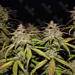 Auto Smoothie feminised Fast Buds