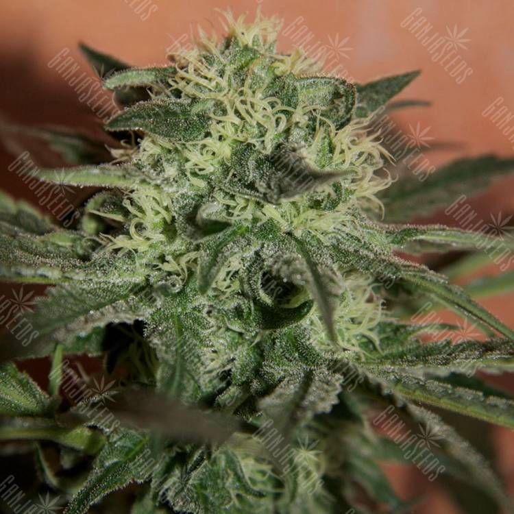 семена конопли Auto Super Lemon Haze CBD feminised Ganja Seeds