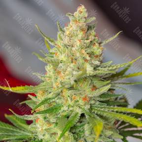 Wild Rose feminised Sweet Seeds