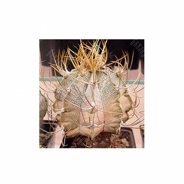 Семена кактуса Astrophytum niveum flavispina Семена кактуса Astrophytum niveum flavispina