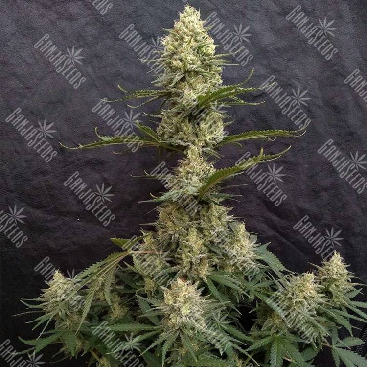 Critical Jack feminised Ganja Seeds купить качественные семена конопли по России в интернете