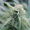 заказать качественные семена конопли Water Lilly feminised