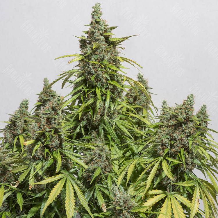 семена культурной конопли купить Auto Damnesia feminised Strain Hunters Seeds