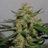 семена конопли индика Auto Damnesia feminised Strain Hunters Seeds