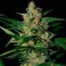 семена конопли курьером Auto Damnesia feminised Strain Hunters Seeds