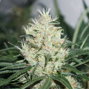The Edge feminised Dutch Passion Seeds