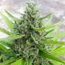 Deep Cheese feminised Dinafem Seeds