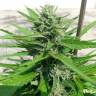 Deep Cheese feminised Dinafem Seeds