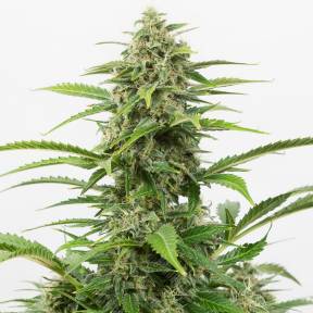 Auto Beshbarmak feminised Bang Seeds