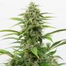 Auto Beshbarmak feminised Bang Seeds