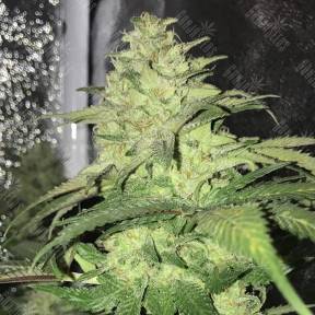 Master Kush regular Ganja Seeds
