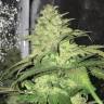 семена конопли недорого Master Kush regular Ganja Seeds