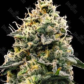 Auto Think Different regular Ganja Seeds