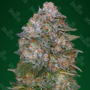Critical Soma feminised Advanced Seeds