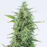 Auto OG Kush CBD feminised Dinafem Seeds