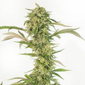 Auto OG Kush CBD feminised Dinafem Seeds