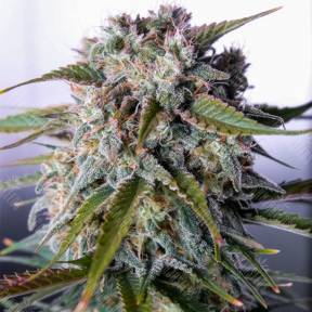 Auto Tangie'matic feminised Fast Buds