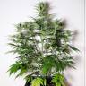 хорошие семена конопли Auto Tangie'matic feminised Fast Buds