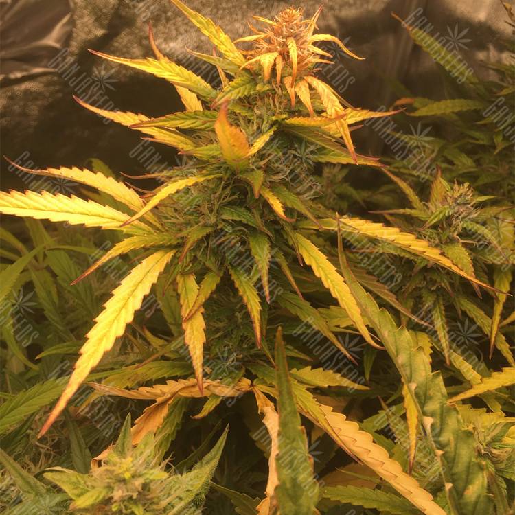 втоцветущие семена конопли Auto Brooklyn Sunrise feminised Ganja Seeds