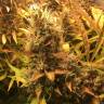 семена каннабиса Auto Brooklyn Sunrise feminised Ganja Seeds