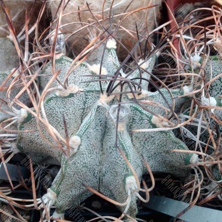Семена кактуса Astrophytum niveum Семена кактуса Astrophytum niveum