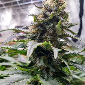 Blue Widow feminised Ganja Seeds