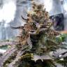Blue Widow feminised Ganja Seeds лучшие цены на семена марихуаны в России