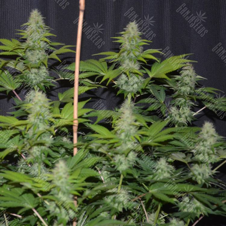 семена конопли марихуаны Fruitylicious feminised Mandala Seeds