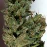 купить семена конопли Flowerbomb Kush feminised Strain Hunters Seeds