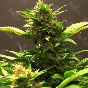 Diesel feminised Dinafem Seeds