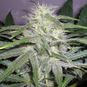 Auto Chuck Chuck feminised Bang Seeds
