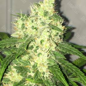 Mataro Blue regular Ganja Seeds