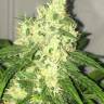Mataro Blue regular Ganja Seeds Mataro Blue regular Ganja Seeds