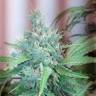 семена конопли Mataro Blue regular Ganja Seeds семена конопли Mataro Blue regular Ganja Seeds