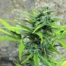 семена конопли элитных сортов Auto Trojan regular
