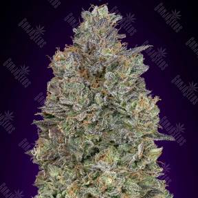 Critical Purple Kush feminised Advanced Seeds