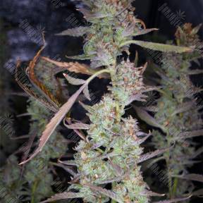 Auto West Coast O.G. feminised Fast Buds