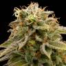 семена конопли элитных сортов Lemon Thai Kush regular Humboldt Seeds