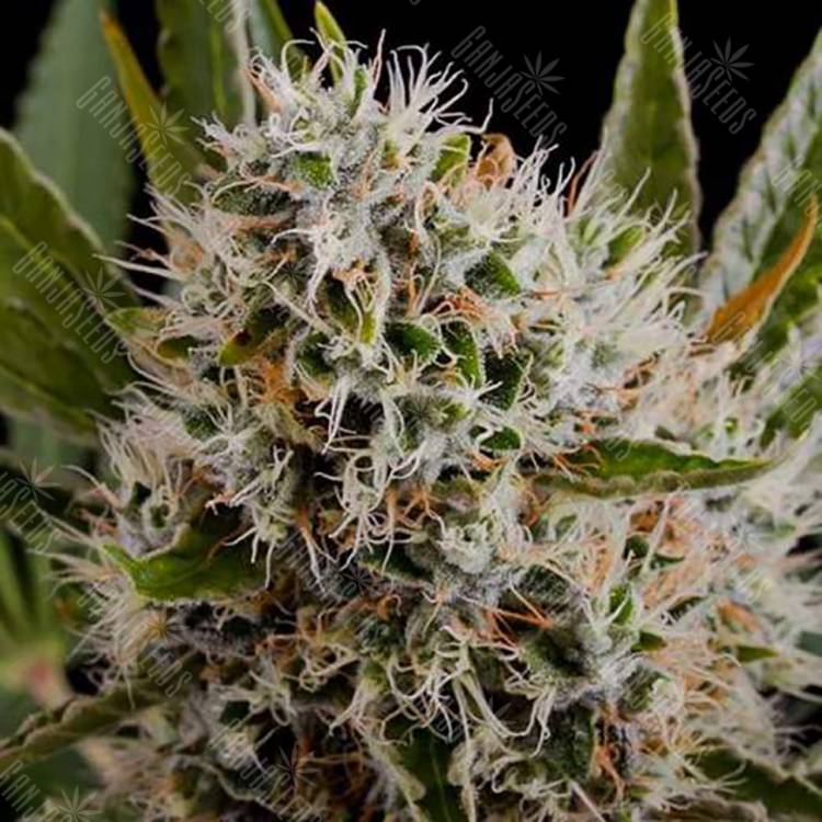 семена конопли курьером Lithium OG Kush feminised Nirvana Seeds семена конопли курьером Lithium OG Kush feminised Nirvana Seeds