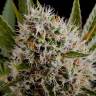 семена конопли курьером Lithium OG Kush feminised Nirvana Seeds семена конопли курьером Lithium OG Kush feminised Nirvana Seeds