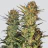 семена индийской конопли Lithium OG Kush feminised Nirvana Seeds семена индийской конопли Lithium OG Kush feminised Nirvana Seeds