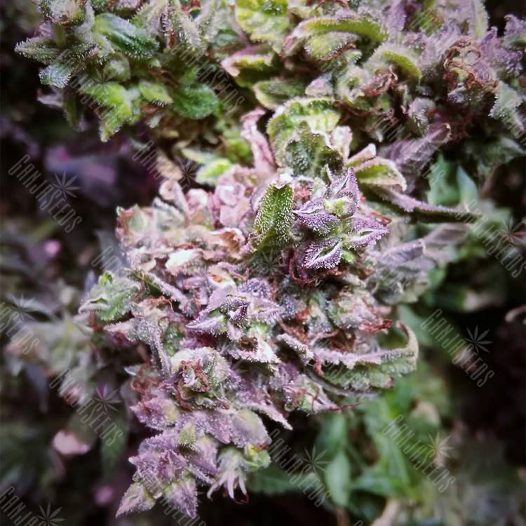 семена конопли гидропоники Auto Sleepy Yoda feminised Philosopher Seeds