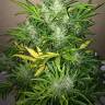 качественные семена конопли Auto UK Cheese feminised Ganja Seeds