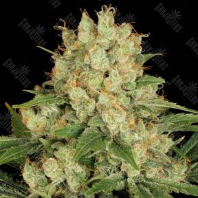 AK-47 feminised Serious Seeds