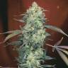 семена конопли сорта сатива AK-47 feminised Serious Seeds
