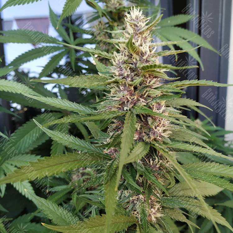купить семена конопли Red Mandarine F1 Fast Version feminised Sweet Seeds